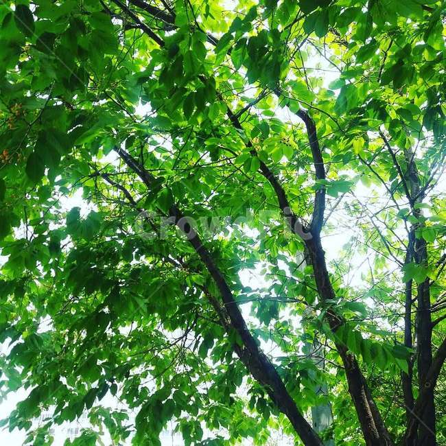 tree,나무,plant,식물,vegetation,초목,6월,청명,나뭇잎,초록