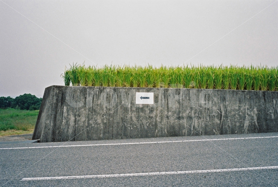 풍경,일본,데시마,논,벼,시골,감성,필카,필름카메라,여행,도로,자연,풍경,nature,landscape,감성,sensible,feeling,교통,교통수단,traffic,transportation,asphalt,아스팔트