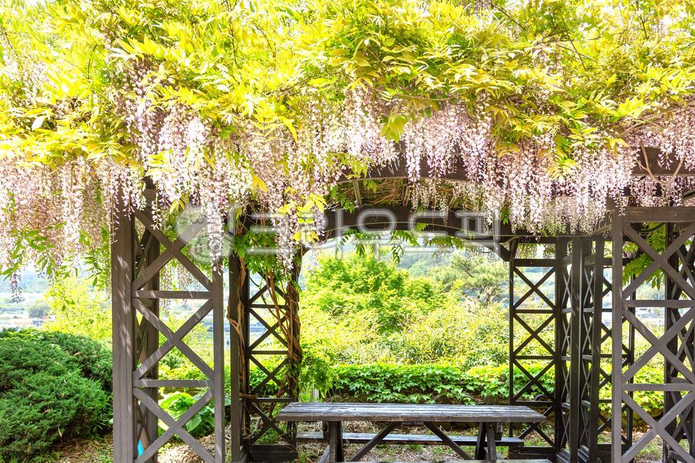 nature,plant,rattan,garden,wisteria flower,flower