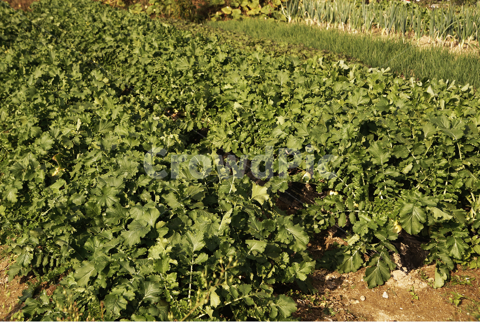 무밭,무,작물,밭농사,밭,농작물,야채,채소,채소,야채,vegetables,농업,농사,agriculture,farming,farming industry