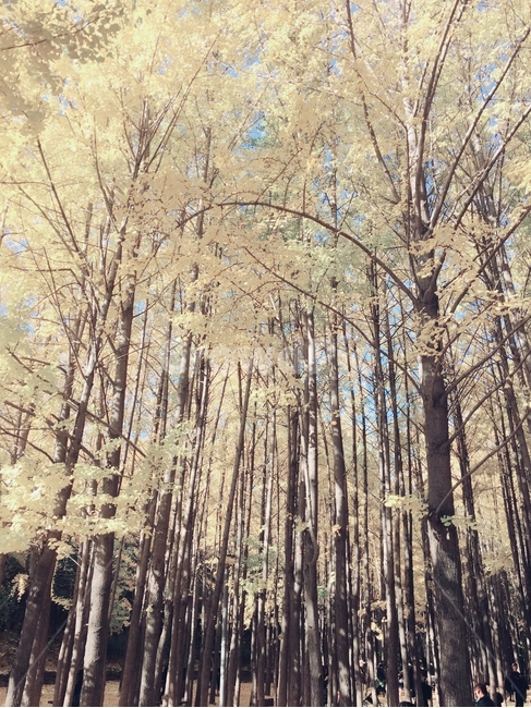 가을,은행나무,서울숲,나무숲,가을숲,가을,계절,fall,autumn,season,자연,풍경,nature,landscape,tree,나무,plant,식물