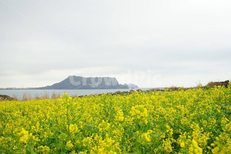 제주도,유채꽃,풍경,노랑,꽃,봄,계절,spring,season,자연,풍경,nature,landscape,한국자연풍경,한국자연경관,korea nature landscape,제주도,jeju,jeju island,outdoors,옥외,grassland,목초지,field,들,farm,농장,rural,농촌,meadow
