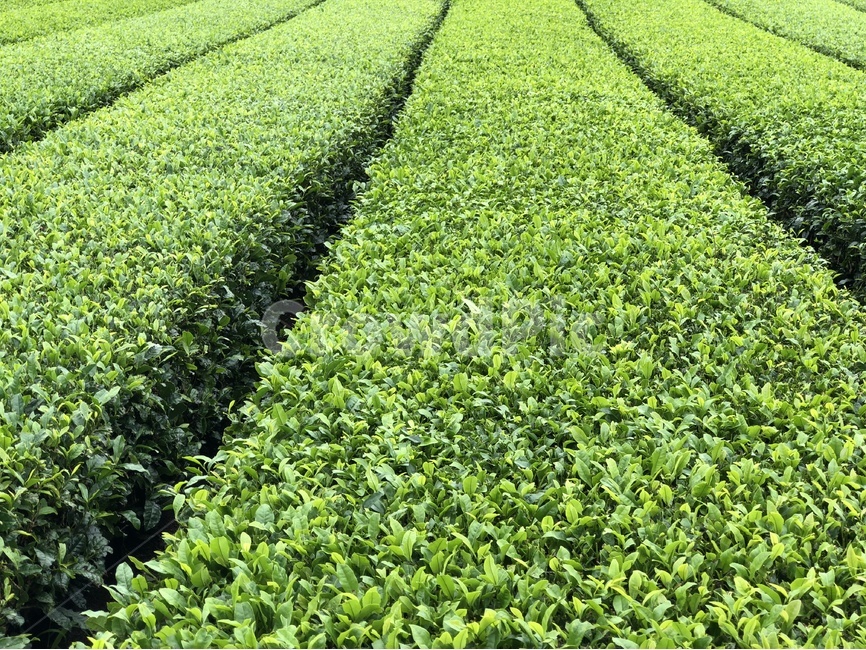 녹차,녹차잎,녹차밭,초록,식물,밭,greentea,잎,자연,nature,green,제주도,자연,풍경,nature,landscape,식물,plants,plant,field,들