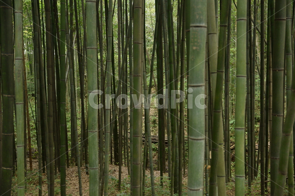대나무,숲,대나무숲,녹색,그린,풀,풍경,여름,자연,bamboo,forest,bambooforest,green,grass,landscape,summer,nature,자연,풍경,nature,landscape,식물,plants,나무,trees,wood,plant