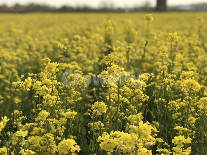 유채꽃,꽃밭,봄,노랑,꽃,봄,계절,spring,season,field,들
