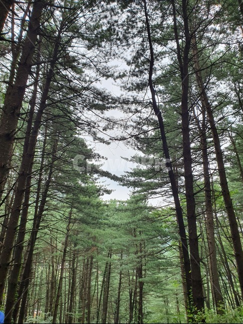 나무,숲,wood,plant,green,자연,풍경,nature,landscape,tree,식물,fir,전나무