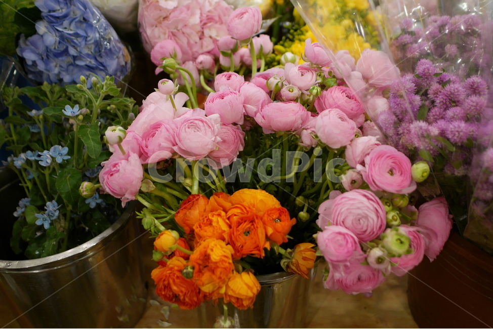 꽃,식물,꽃다발,꽃송이,분홍,주황,분홍색꽃,주황색꽃,flower,식물,자연,plants,nature,꽃,flower