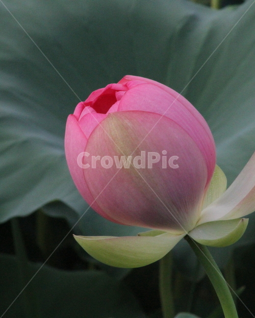 연,연꽃,식물,약용식물,lotus,식물,자연,plants,nature,꽃,flower