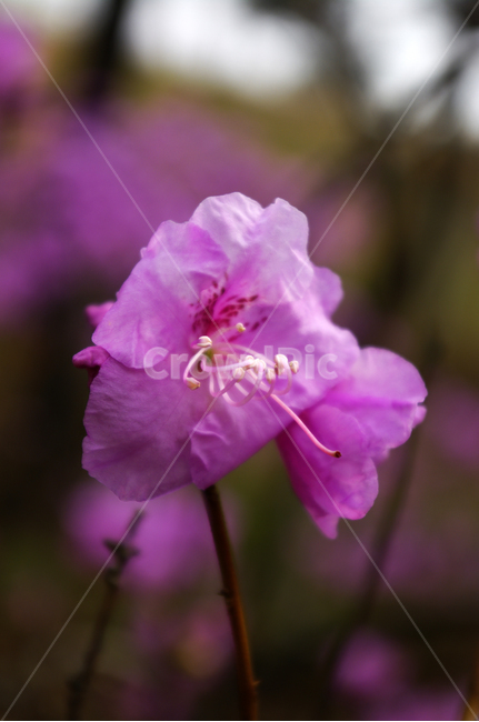 진달래,자연,nature,식물,plant,꽃,flower,봄,spring,계절,식물,자연,plants,nature,꽃,flower