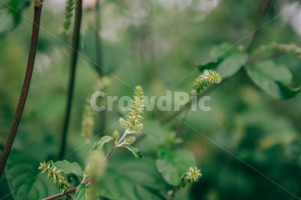 풀,자연,초록,식물,풀잎,잎,잎사귀,식물,자연,plants,nature,비,비오는날,rain,rainy
