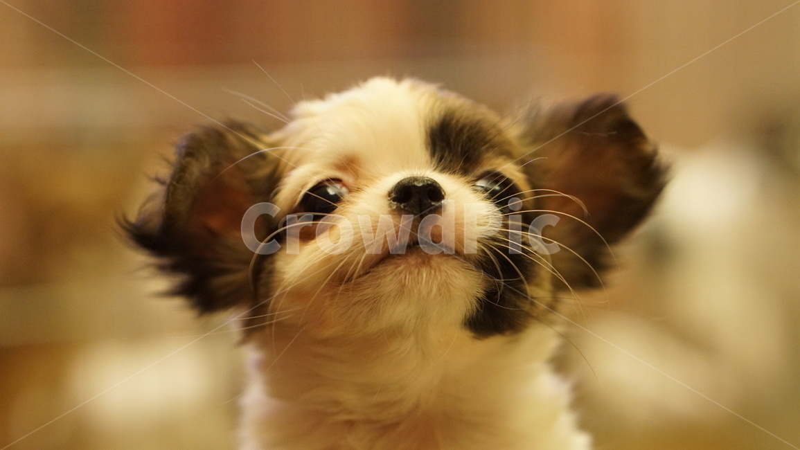 강아지,치와와,장모치와와,개,반려동물,동물,포유류,puppy,dog,doggy,chihuahua,animal,mammal,longhairedchihuahua,동물,animal,포유류,mammal,개,강아지,dog,doggy