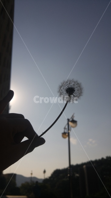 꽃,역광,배경,하늘,감성사진,식물,자연,plants,nature,꽃,flower