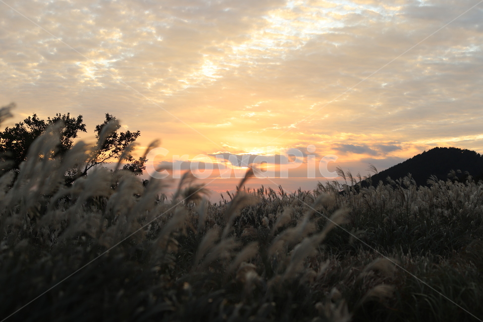 풍경,노을,햇빛,억새,갈대,새별오름,오름,제주,식물,감성,자연,풍경,nature,landscape
