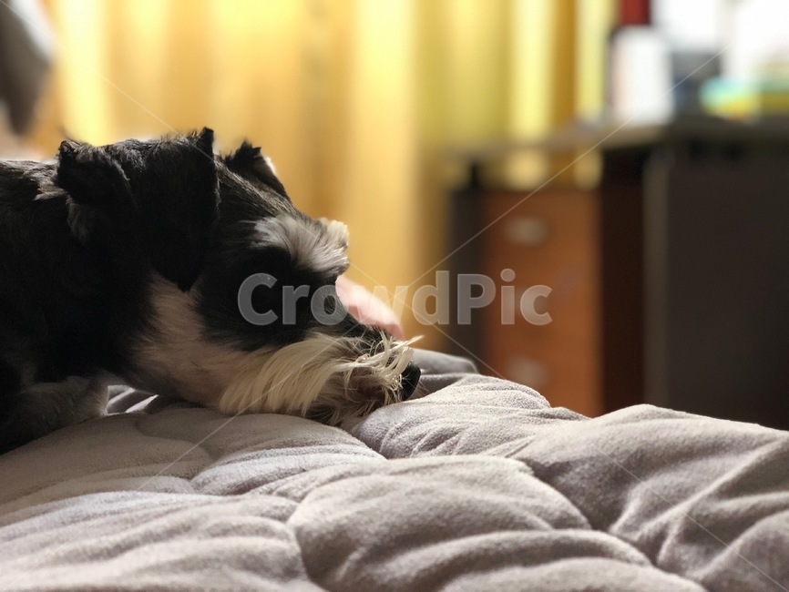 개,강아지,슈나우저,미니어처슈나우저,schnauzer,miniatureschnauzer,dog,puppy,동물,animal,포유류,mammal,개,강아지,dog,doggy