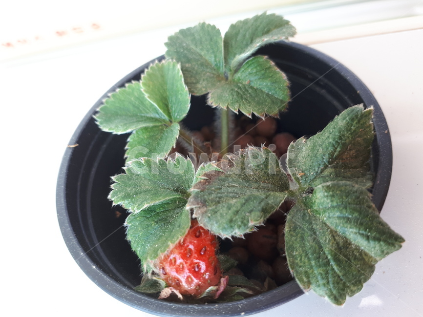 열매,봄,계절,힐링,딸기,실내용화초,화분,화초,house plant