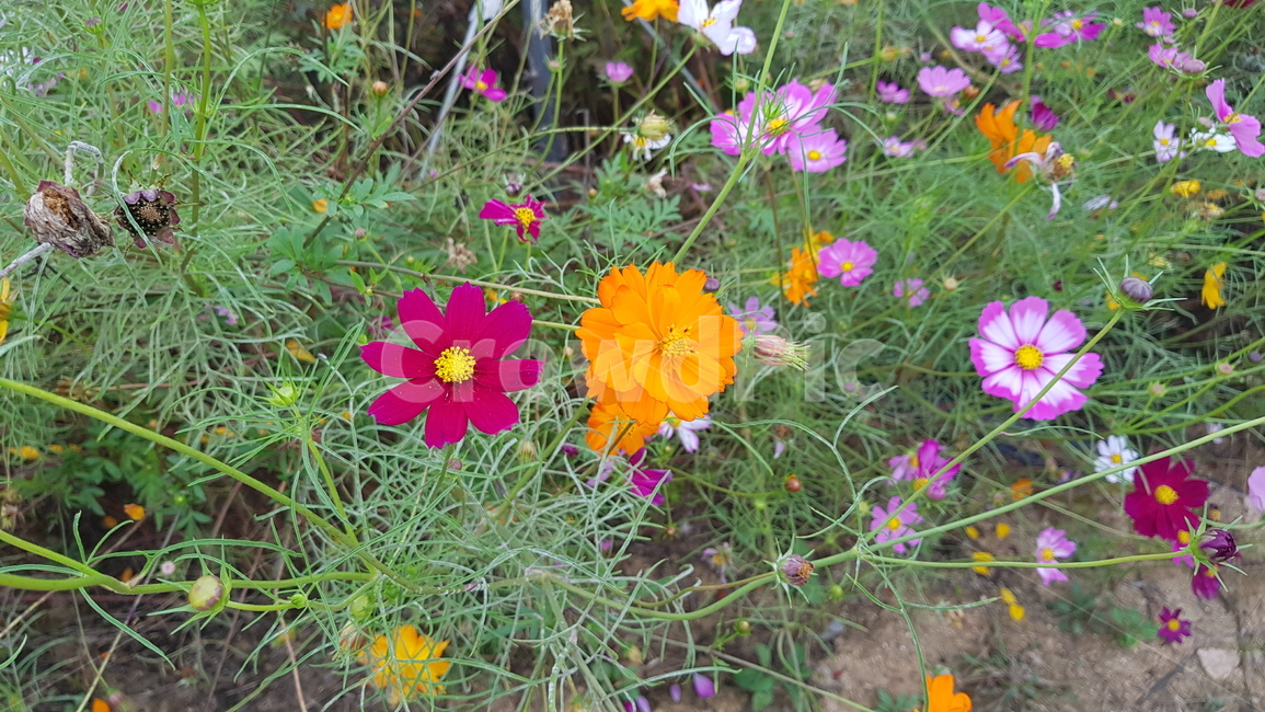 plant,식물,제라늄,geranium,blossom,flower,꽃,코스모스