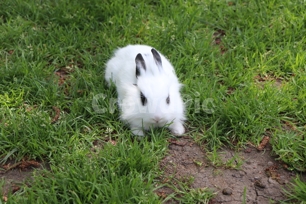 animal,rabbit,bunny,토끼,동물,잔디,동물,animal,포유류,mammal