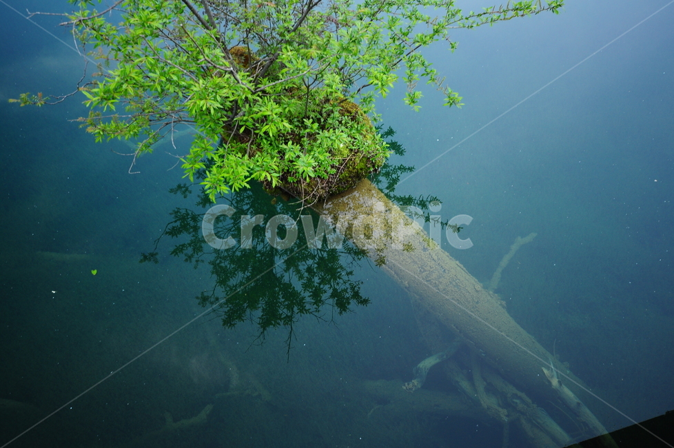 중국,외국,구채구,풍경,자연,관광,호수,물속,반영,나무,자연,풍경,nature,landscape,water,물
