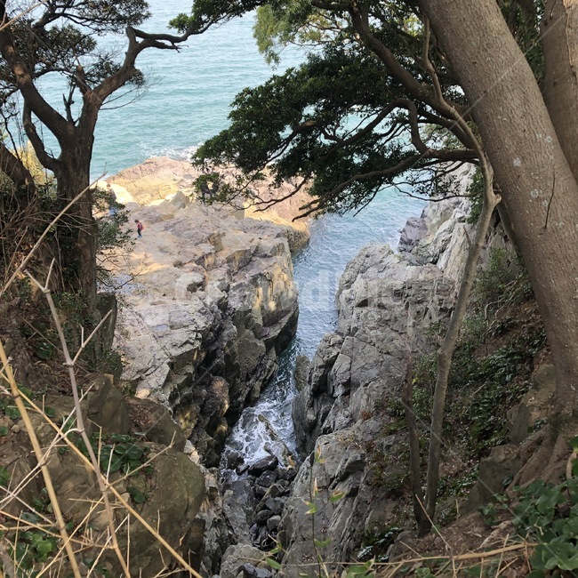 자연,nature,식물,나무,plant