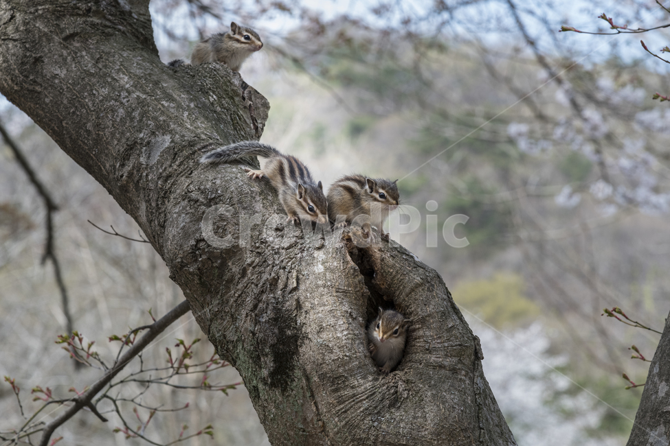 자연,다람쥐,어린,나무,옥외,outdoor,동물,animal,포유류,mammal