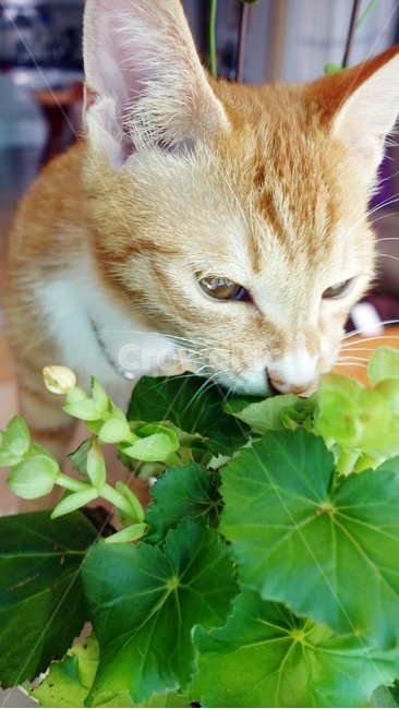 고양이,cat,pet,동물,화분,동물,animal,포유류,mammal,고양이,cat,kitten,kitty