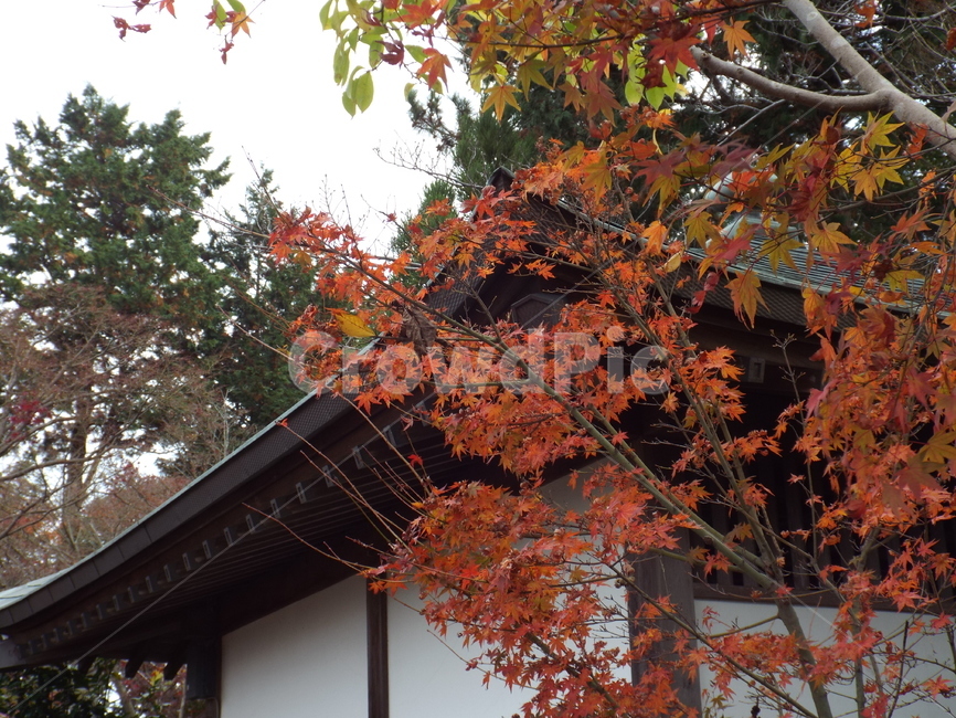 단풍,사찰,일본,후쿠오카,가을