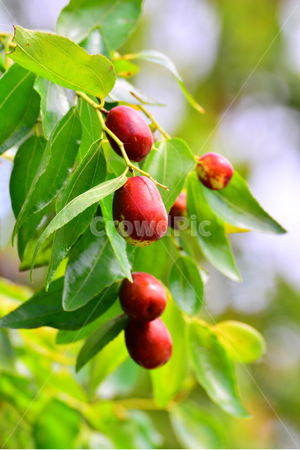 대추,대추나무,건강식품,대추차,jujube,달콤한,맛,과일,가을열매,가을이미지,나무열매,fruit,food,asian,동양적,한국적,한약재료,잘익은,주렁주렁,풍년,식물,자연,plants,nature,음식,식재료,요리,food,cook,meal,dishes,food reserves,과일,열매,fruit