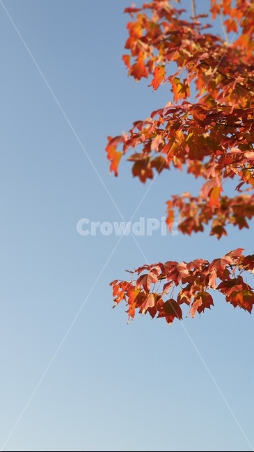 단풍,가을,하늘,자연,풍경,leaf,잎,나무,tree