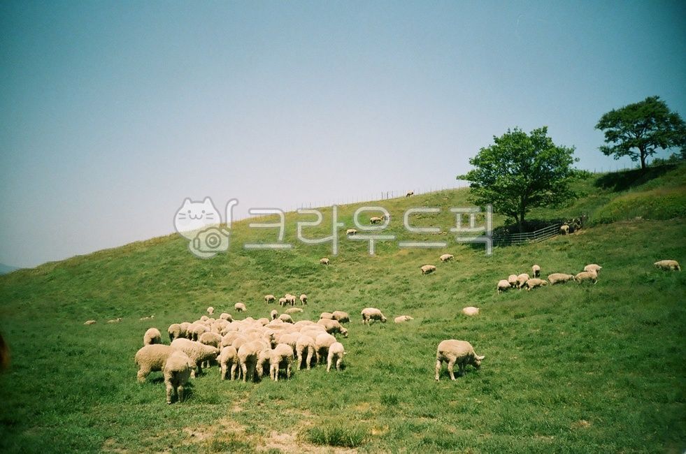 Field,nature,Daegwallyeong,animal,flock of sheep,sheep ranch,grassland,sheep