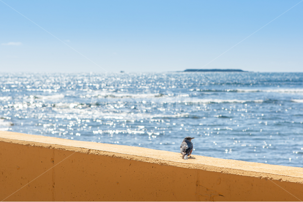 새,bird,sea,바다,해안선,shoreline,자연,nature