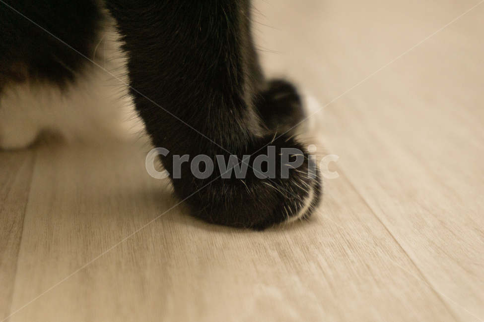 flooring,cats paw,blackcat,house,Cotton Bammangi,Black cat,cat,Flooring,wood,fluffy,floor,pet,black cat,paw,Little cat,tree,Nyangbal,catpaw,Emotional photo,Pets,warm,animal