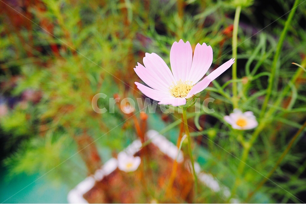 코스모스,꽃,가을,접사,핑크,분홍색,화분,cosmos,pink,out,outoffocus