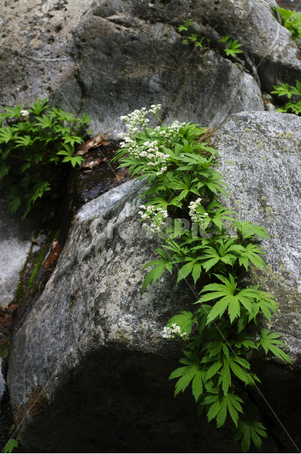 꽃,바위,잎,flower,plant,식물,자연,plants,nature