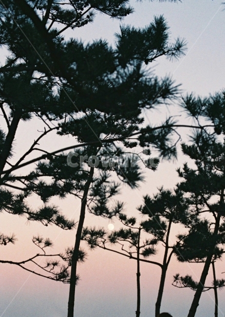 보름달,달,달사진,그림자,나무,자연,풍경,nature,landscape,식물,plants,나무,trees,wood,실루엣,그림자,silhouette,shadow,tree,plant