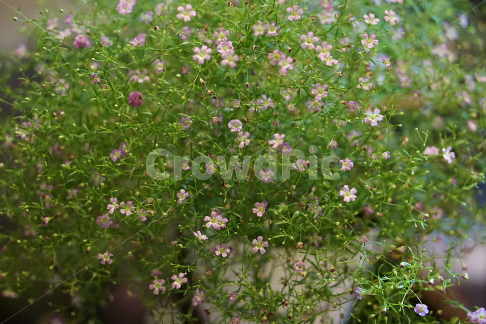안개꽃,꽃,작은꽃,화분,하얀꽃,분위기,식물,자연,plants,nature,꽃,flower