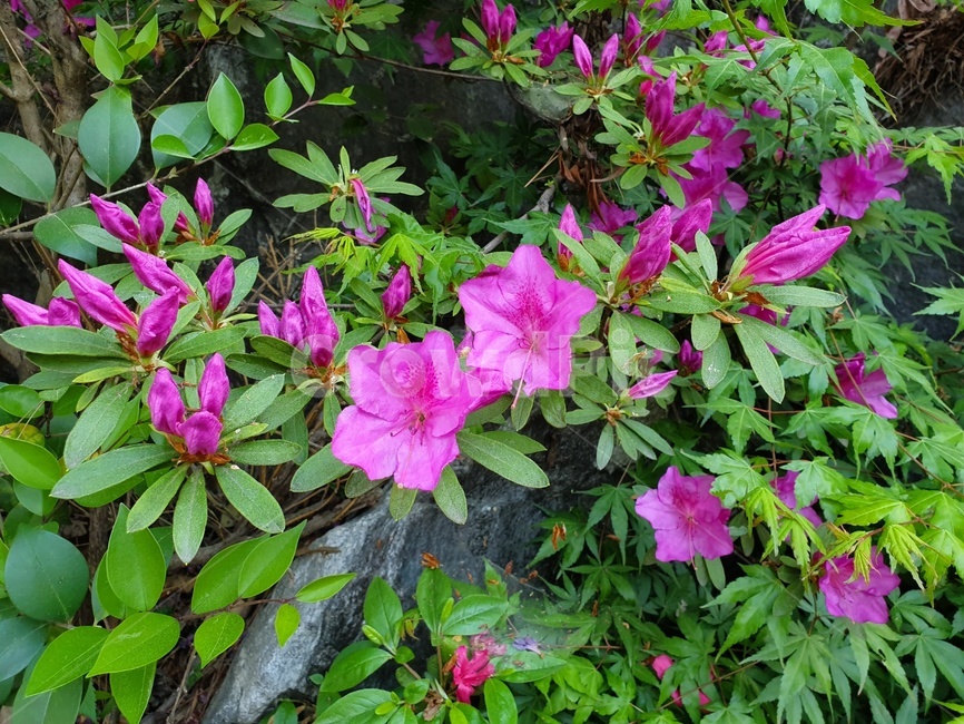 진달래,봄꽃,flowers,spring,rosebay,plants,식물,계절,봄,꽃,nature,beautiful,봄이미지,핑크색,쌍떡잎식물