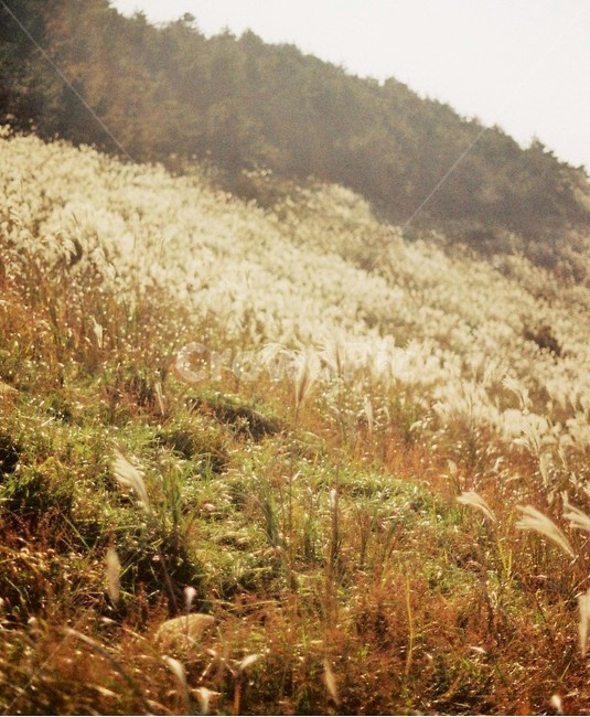 제주도,억새,silvergrass,가을,감성,오후,햇살,따듯함,가을,계절,fall,autumn,season