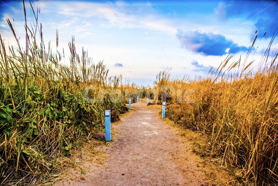 제주,제주도,섭지코지,가을,풍경,갈대밭,일몰,가을,계절,fall,autumn,season,자연,풍경,nature,landscape,grass,잔디,plant,식물,gravel,자갈,road,도로,dirt road,흙길