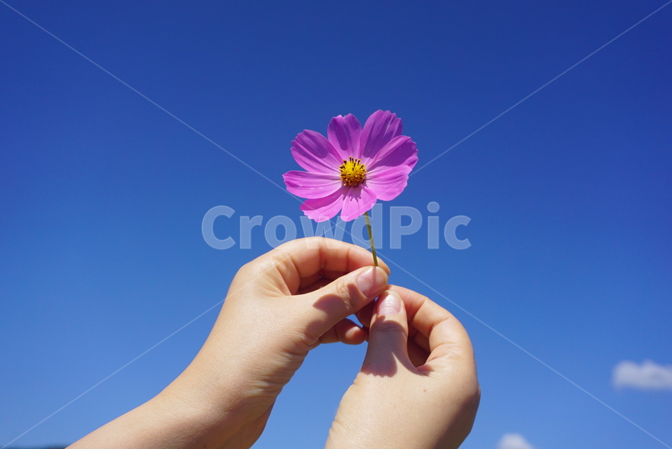 손,코스모스,꽃,그리움,가을꽃,가을,가을,계절,fall,autumn,season,꽃,flower