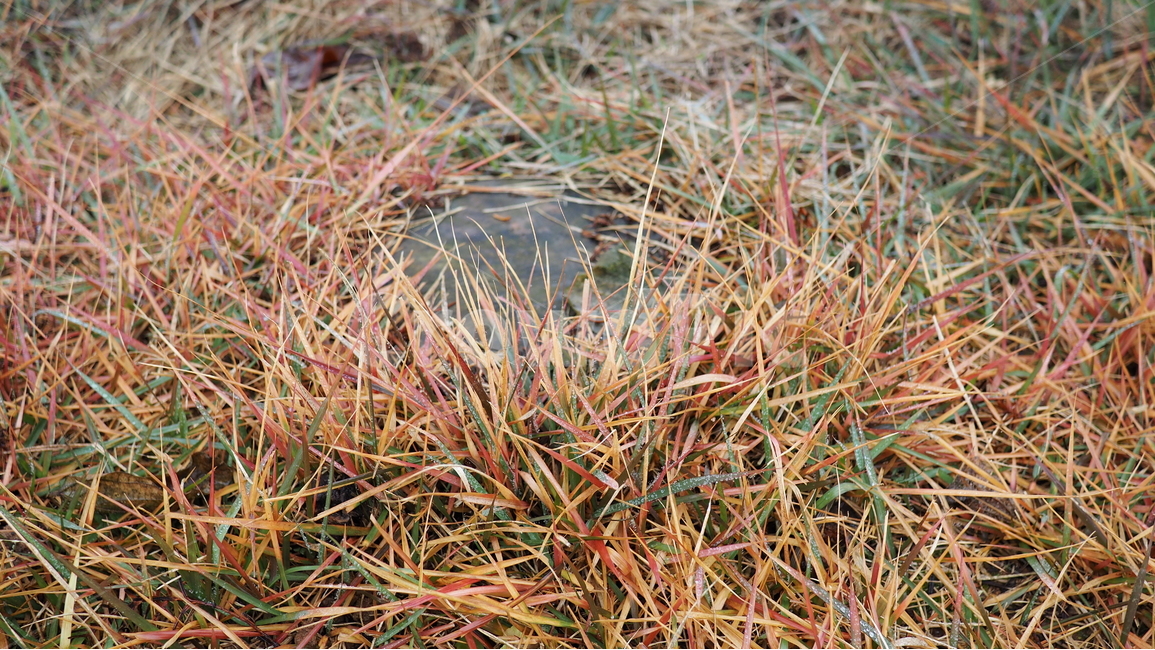 잡초,들판,잔디,식물,잡풀,wild,grass,field,식물,자연,plants,nature