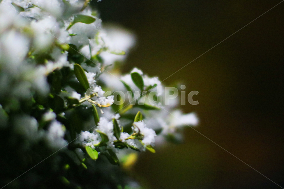눈,첫눈,식물,자연,밤,겨울,계절,winter,season,식물,자연,plants,nature