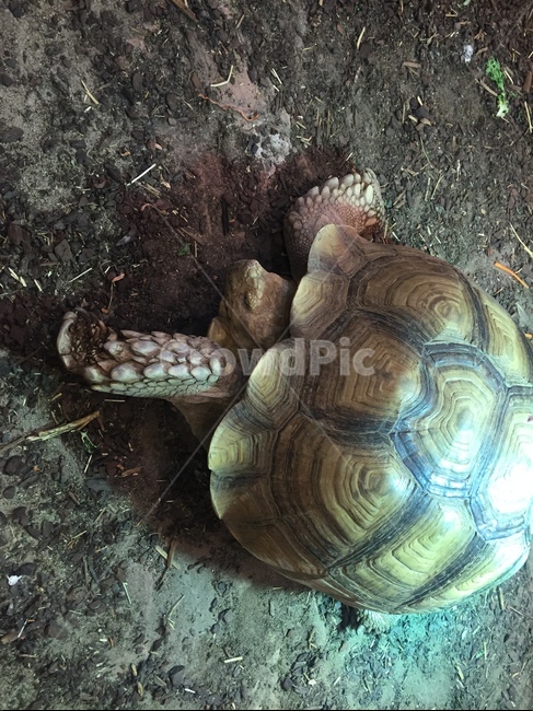 거북이,동물,하이주동물원,교감,생명,동물,animal,파충류,양서류,reptile,amphibian