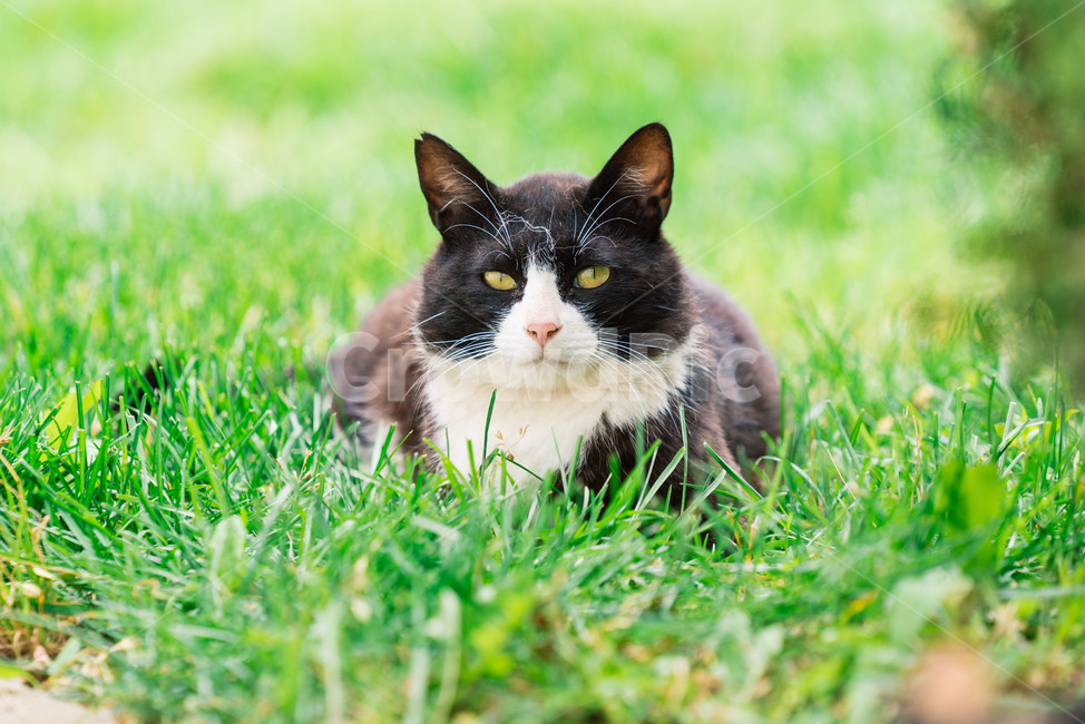 냥냥이,고양이,캣,cat,길고양이,삼색이,동물,animal,포유류,mammal,고양이,cat,kitten,kitty