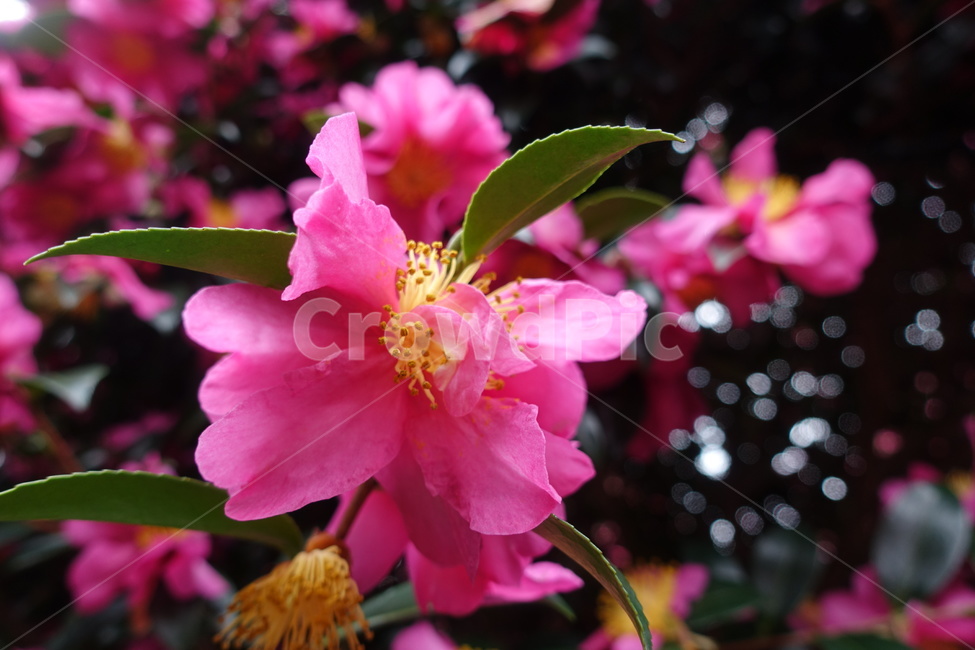 동백꽃,겨울꽃,꽃,식물,plant,blossom,flower,자연,제주,동백나무,한송이,꽃한송이,식물,자연,plants,nature,꽃,flower