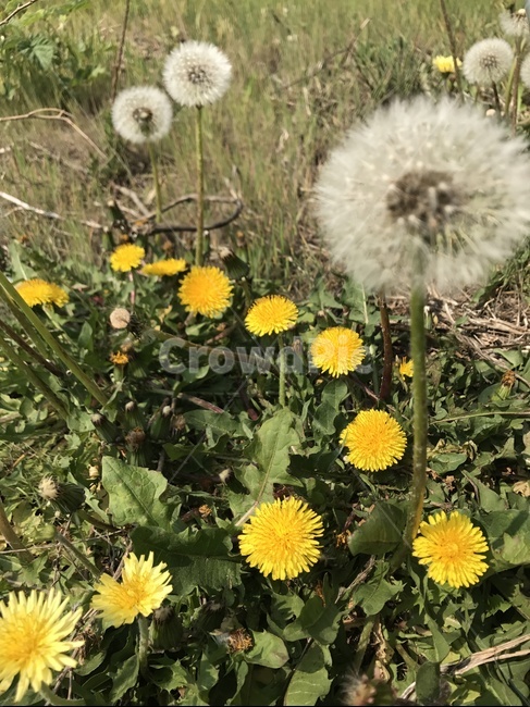 꽃,flower,민들레,dandelion,봄,spring,식물,자연,plants,nature,꽃,flower