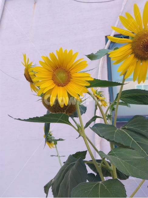 해바라기,꽃,벽,창문,담벼락,flower,sunflower
