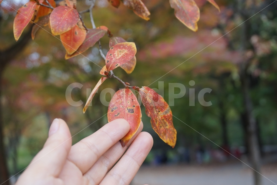 가을,단풍,낙엽,가을낙엽,떨어지는낙엽,손사진,느낌사진,감성사진,가을,계절,fall,autumn,season,식물,자연,plants,nature,사람,인물,인간,human,person,신체일부,몸,body,leaf,잎,plant,veins,정맥