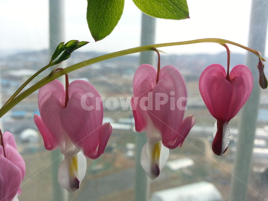 꽃,자연,아름다움,식물,개화,활짝,flower,플라워