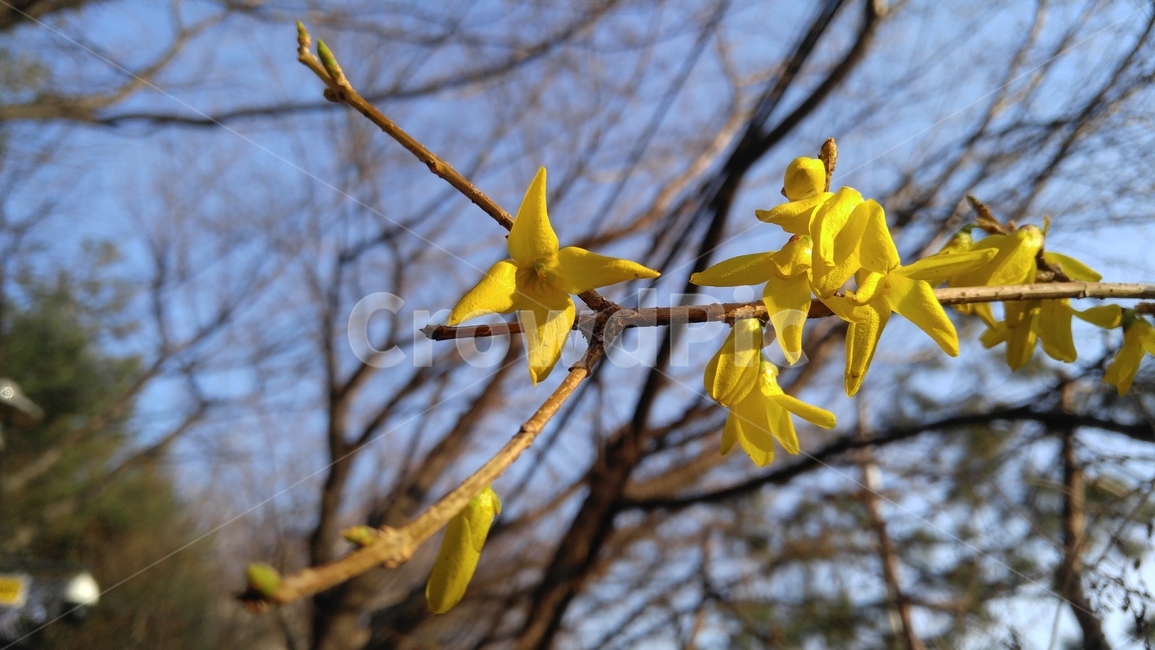 개나리,개나리꽃,꽃,노랑,노랑꽃,노란색,봄,나무,감성,forsythia,flower,yellow,yellowflower,spring,tree,emotional,봄,계절,spring,season,식물,자연,plants,nature,꽃,flower,plant