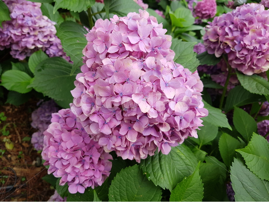 hydrangea,수국,여름꽃,꽃,핑크수국,녹색,연보라,자색,공원,꽃길,식물,식물,자연,plants,nature,꽃,flower